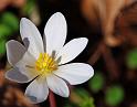 Bloodroot 1
